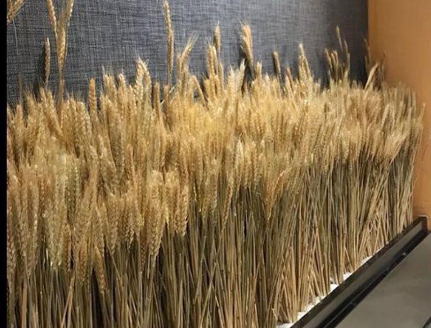 Spighe di grano stabilizzato mazzo 100 steli - Sconti per Fioristi e Aziende