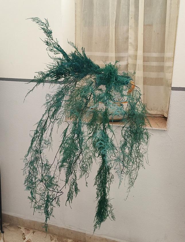 Asparago Plumoso Naturale- Sconti per Fioristi e Aziende - Preservato x 10 steli H 80/150