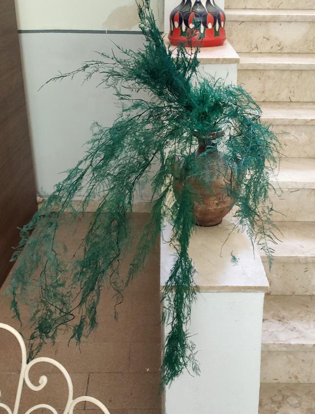 Asparago Plumoso Naturale- Sconti per Fioristi e Aziende - Preservato x 10 steli H 80/150
