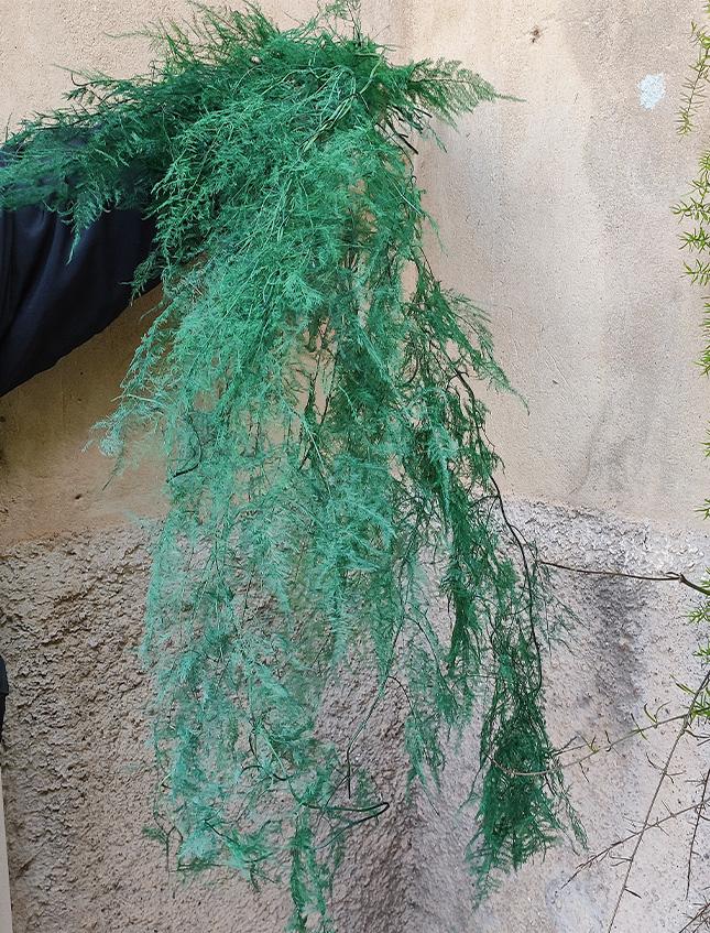 Asparago Plumoso Naturale- Sconti per Fioristi e Aziende - Preservato x 10 steli H 80/150