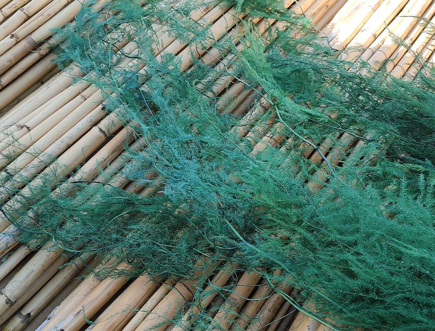 Asparago Plumoso Naturale- Sconti per Fioristi e Aziende - Preservato x 10 steli H 80/150
