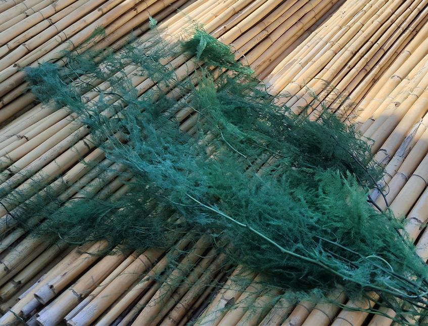 Asparago Plumoso Naturale- Sconti per Fioristi e Aziende - Preservato x 10 steli H 80/150