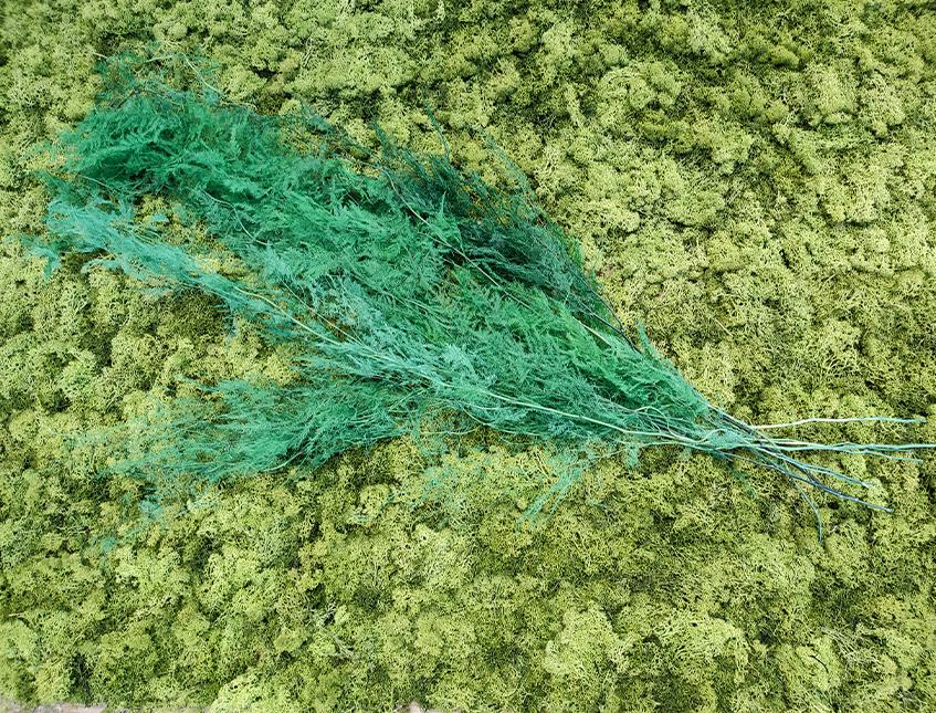 Asparago Plumoso Naturale- Sconti per Fioristi e Aziende - Preservato x 10 steli H 80/150