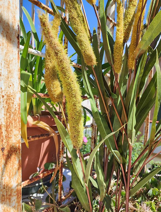 Pennisetum x 5  H 120 - Sconti per Fioristi e Aziende . - Artificiale in Poliestere