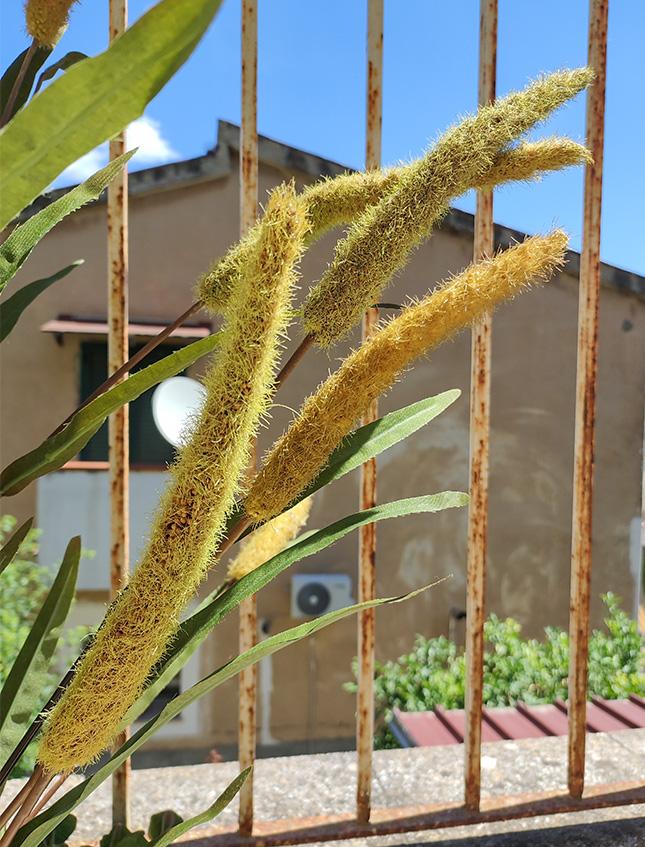 Pennisetum x 5  H 120 - Sconti per Fioristi e Aziende . - Artificiale in Poliestere