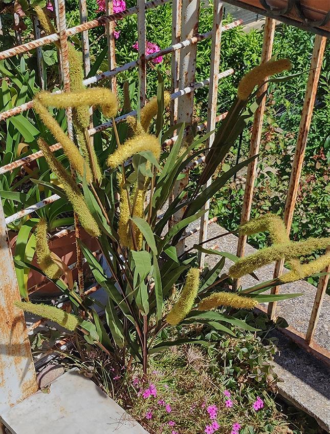 Pennisetum x 5  H 120 - Sconti per Fioristi e Aziende . - Artificiale in Poliestere