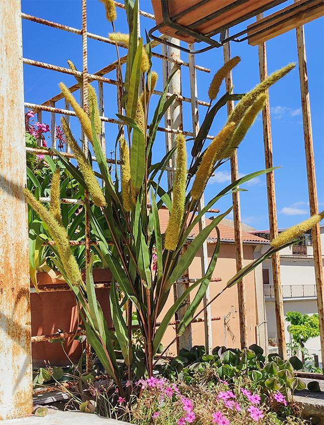 Pennisetum x 5  H 120 - Sconti per Fioristi e Aziende . - Artificiale in Poliestere