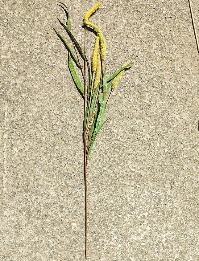 Pennisetum x 5  H 120 - Sconti per Fioristi e Aziende . - Artificiale in Poliestere