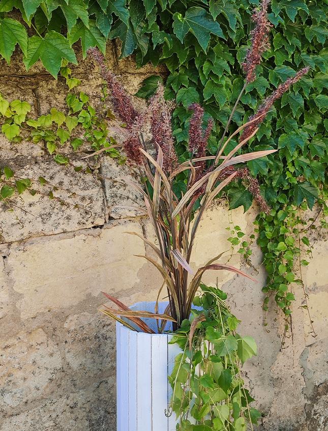 Sorgum Floccato x 4 H 150  - Sconti per Fioristi e Aziende . - Artificiale in 3 colori