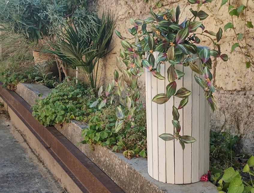 Tradescanzia Cadente H 50 - Sconto per Fioristi e Aziende Fiorissima Poliestere