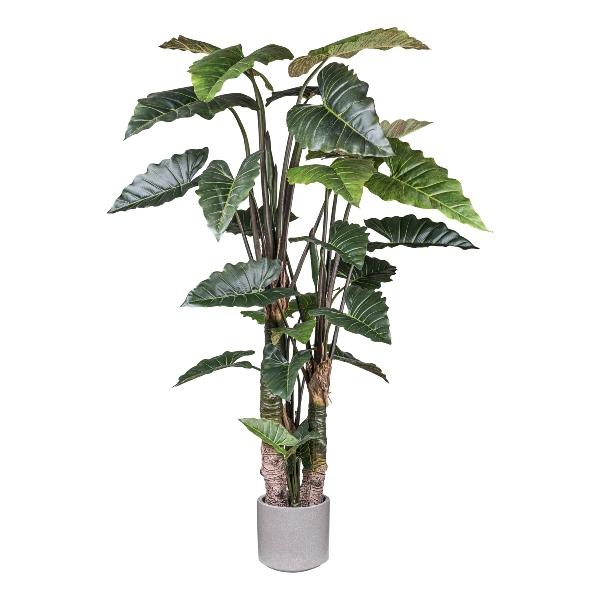 Taro x 4 H 260 con 27 Lvs - Sconti per Fioristi e Aziende . - Artificiale con vaso