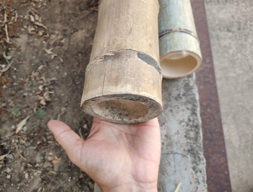 Canna di Bamboo dm 10/12 - Sconti per Fioristi e Aziende . - Alte cm.200