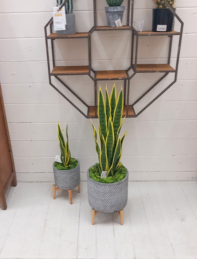 Sanseveria Trifasciata H 70 - Sconti per Fioristi e Aziende . - Artificiale con vaso