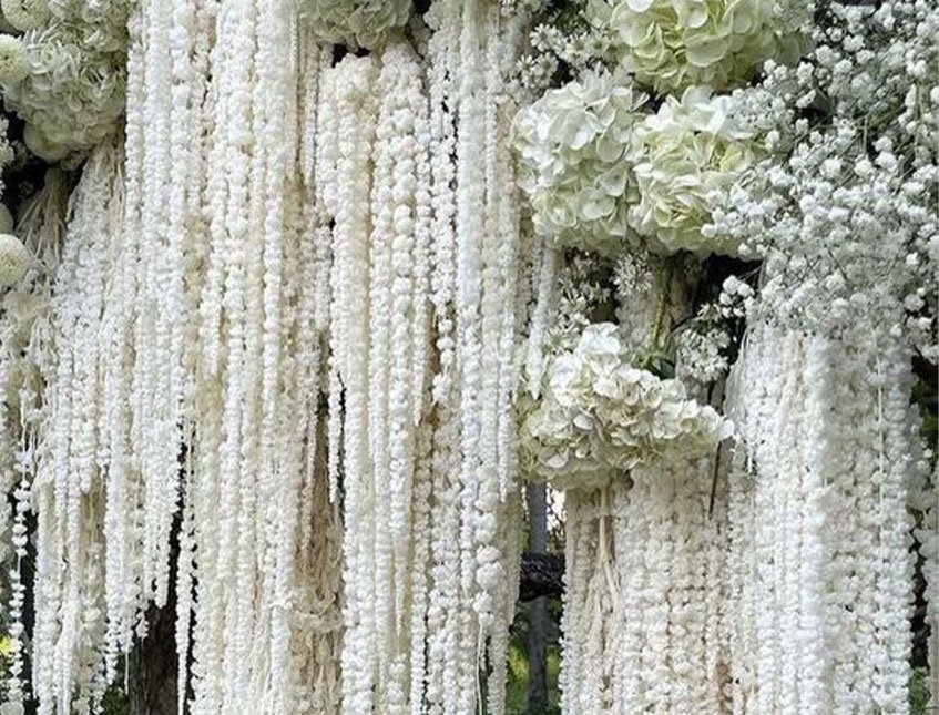 Amaranthus Bianco H 90/110 - Sconti per Fioristi e Aziende -Caudatum Stabilizzato