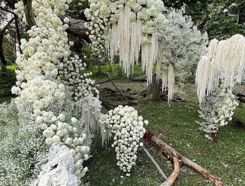 Amaranthus Bianco H 90/110 - Sconti per Fioristi e Aziende -Caudatum Stabilizzato