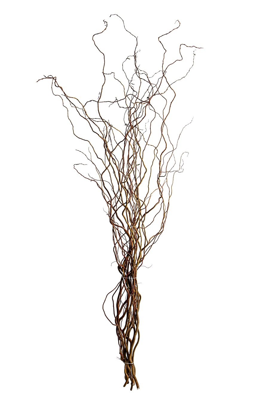Nocciolo Contorto H 160 x 6 - Sconti per Fioristi e Aziende - Salix Willow naturale