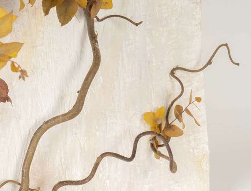 Nocciolo Contorto H 160 x 6 - Sconti per Fioristi e Aziende - Salix Willow naturale