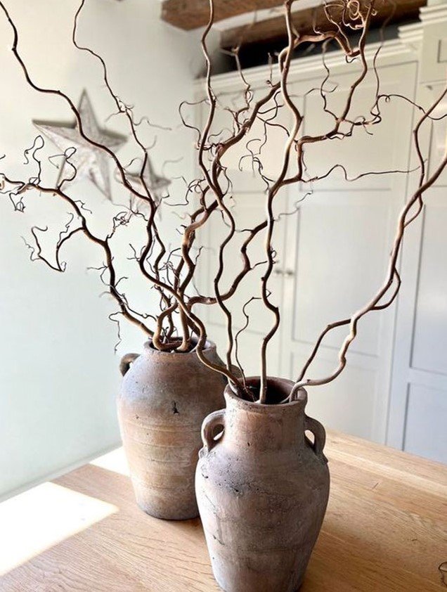 Nocciolo Contorto H 160 x 6 - Sconti per Fioristi e Aziende - Salix Willow naturale