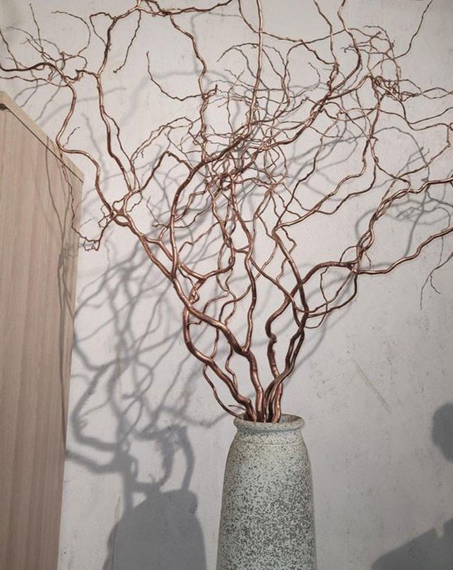 Nocciolo Contorto H 160 x 6 - Sconti per Fioristi e Aziende - Salix Willow naturale