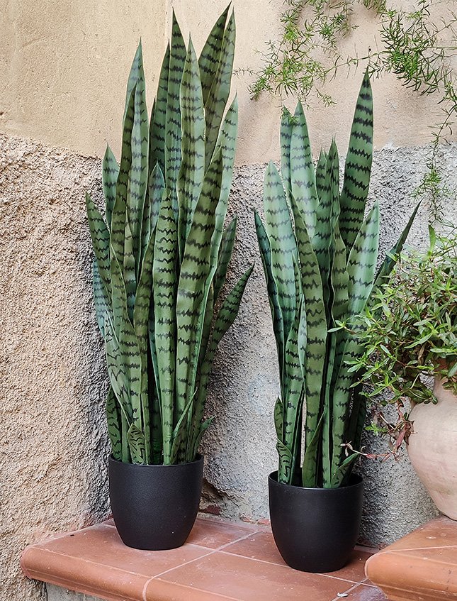 Sanseveria Laurentii H 90  - Sconti per Fioristi e Aziende . - Artificiale con vaso