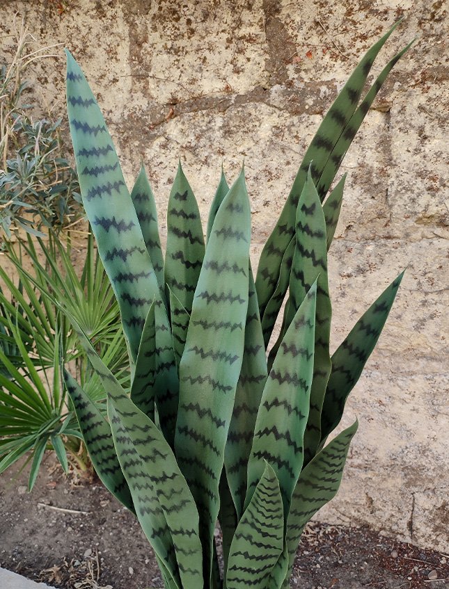 Sanseveria Laurentii H 90  - Sconti per Fioristi e Aziende . - Artificiale con vaso