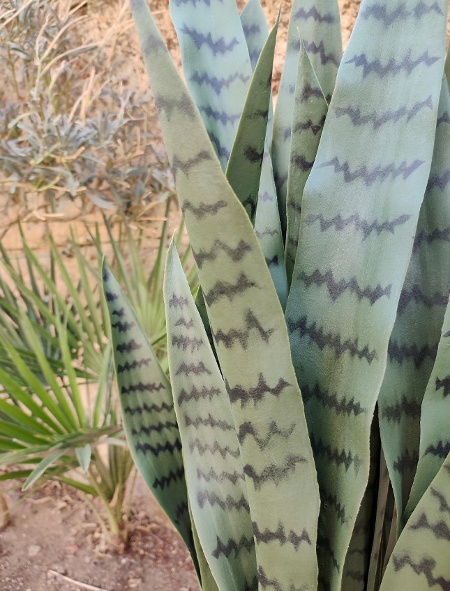 Sanseveria Laurentii H 90  - Sconti per Fioristi e Aziende . - Artificiale con vaso
