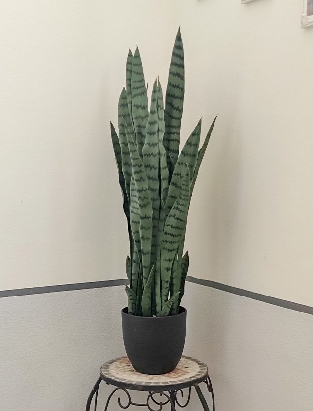 Sanseveria Laurentii H 90  - Sconti per Fioristi e Aziende . - Artificiale con vaso