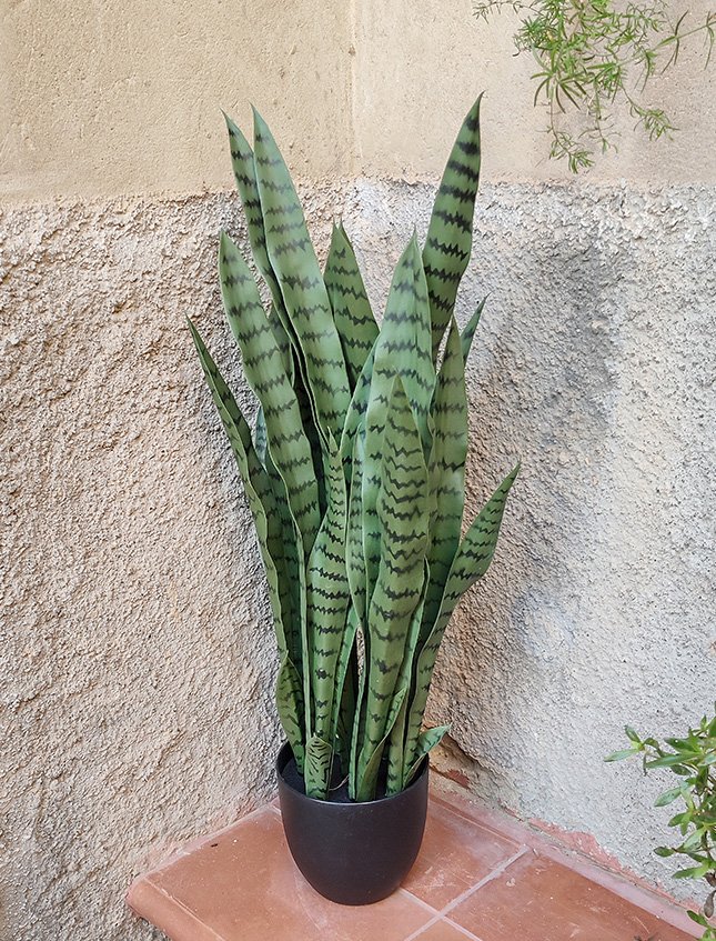 Sanseveria Laurentii H 90  - Sconti per Fioristi e Aziende . - Artificiale con vaso