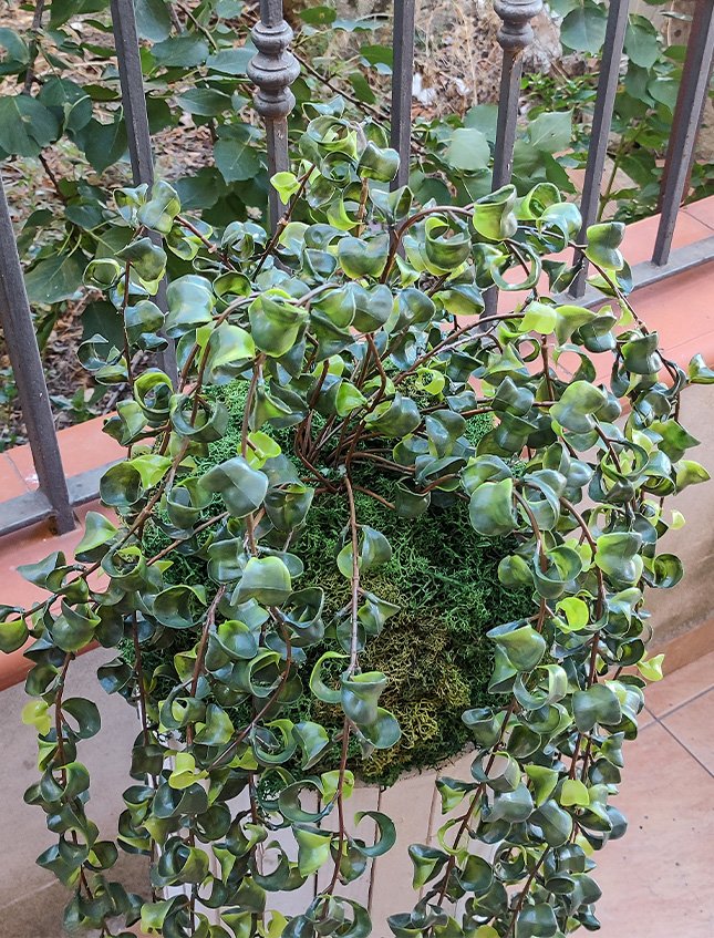 Kokedama Barock H 100  - Sconto per Fioristi e Aziende . - Su sfera Dm. 30