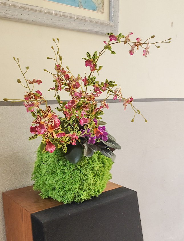 Kokedama Dancing Orchidea - Sconto per Fioristi e Aziende . - Verde H 60 dm. 50
