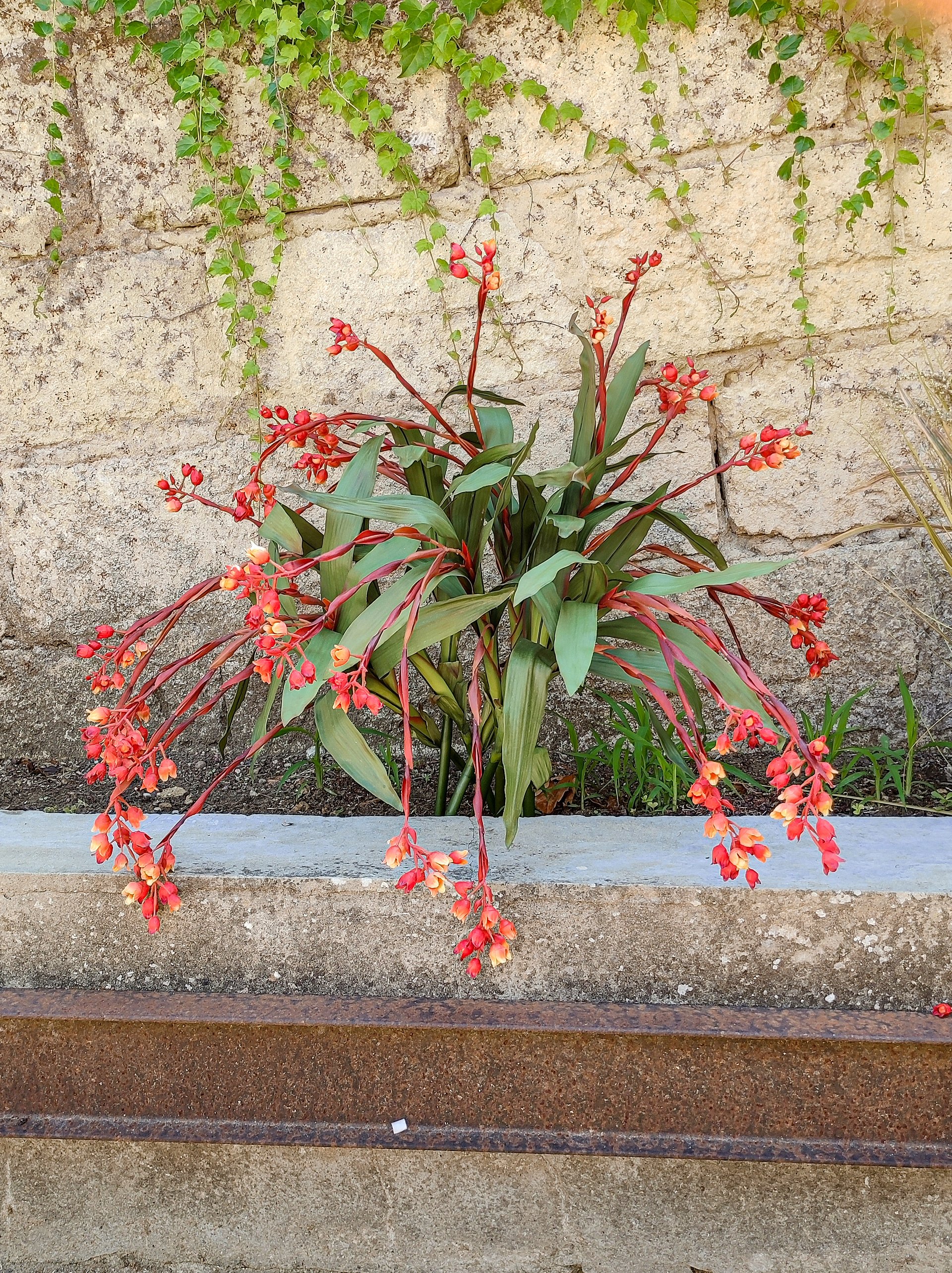 Bilbergia Plant H 80  - Sconti per Fioristi e Aziende - Artificiale Animata