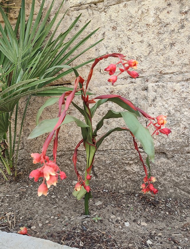 Bilbergia Plant H 80  - Sconti per Fioristi e Aziende - Artificiale Animata