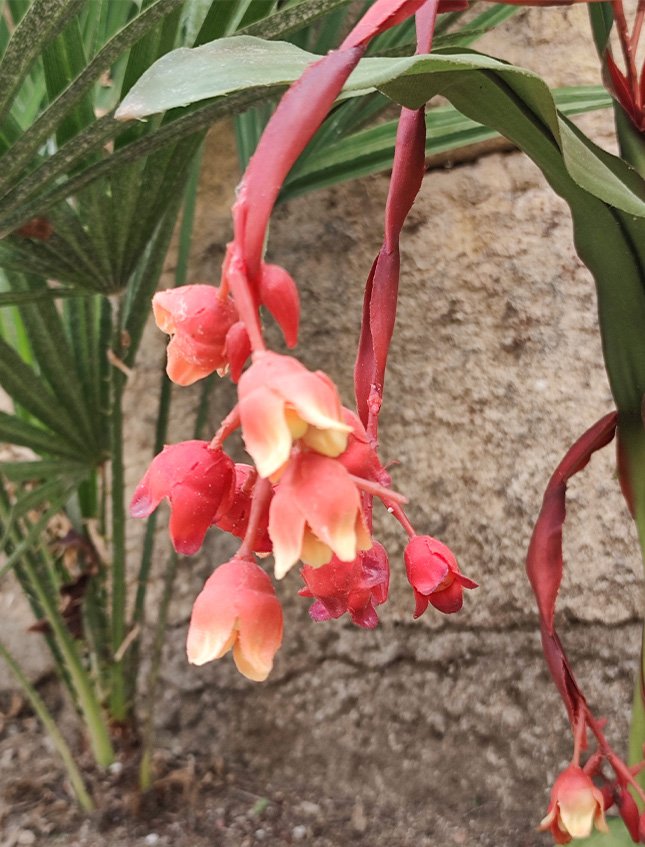 Bilbergia Plant H 80  - Sconti per Fioristi e Aziende - Artificiale Animata