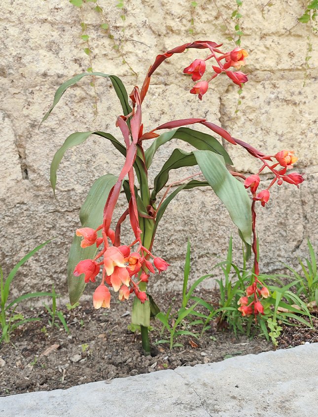 Bilbergia Plant H 80  - Sconti per Fioristi e Aziende - Artificiale Animata