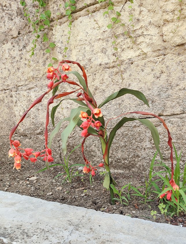 Bilbergia Plant H 80  - Sconti per Fioristi e Aziende - Artificiale Animata