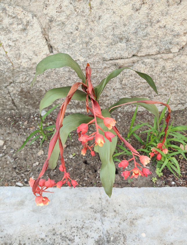 Bilbergia Plant H 80  - Sconti per Fioristi e Aziende - Artificiale Animata