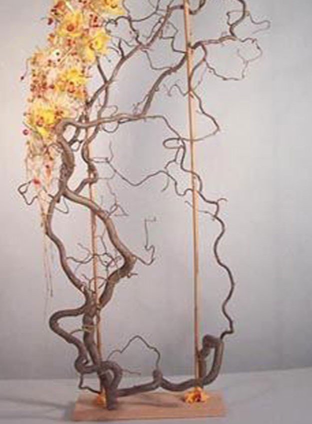 Nocciolo Contorto H 160 x 6 - Sconti per Fioristi e Aziende - Salix Willow naturale