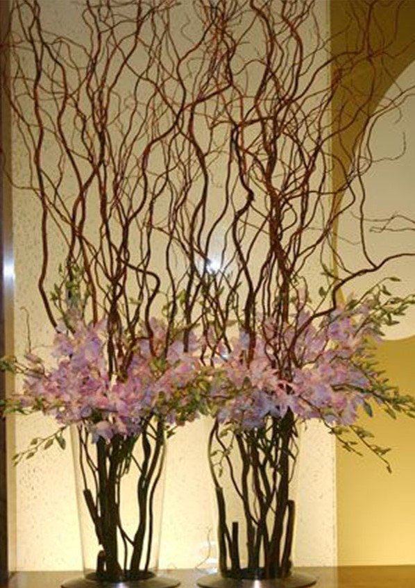 Nocciolo Contorto H 160 x 6 - Sconti per Fioristi e Aziende - Salix Willow naturale