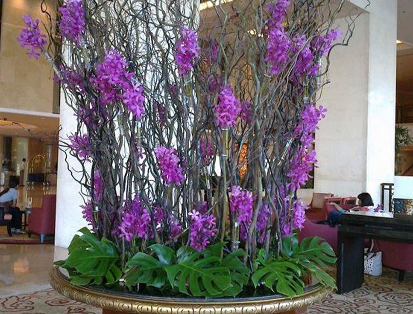Nocciolo Contorto H 160 x 6 - Sconti per Fioristi e Aziende - Salix Willow naturale