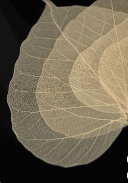 Foglie Scheletrite a cuore  - Sconti per Fioristi e Aziende -Busta da 100 foglie colorate