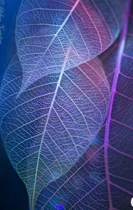 Foglie Scheletrite a cuore  - Sconti per Fioristi e Aziende -Busta da 100 foglie colorate