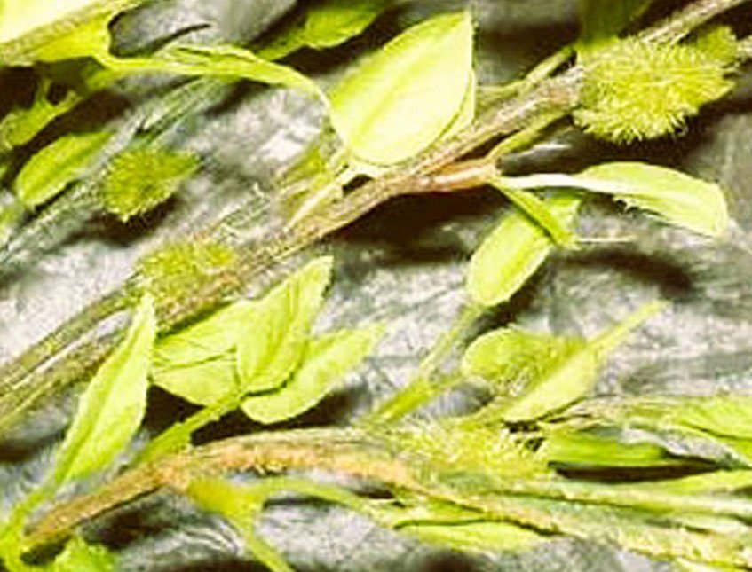 Germoglio x 4 artificiale H 84 - Sconti per Fioristi e Aziende . - In poliester
