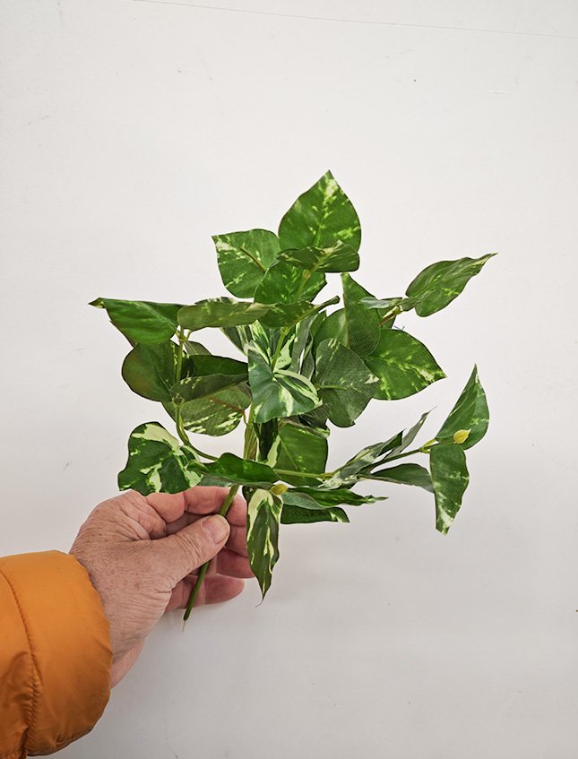 Pothos Bush x 6  - Sconti per Fioristi e Aziende . - H 25 In poliester