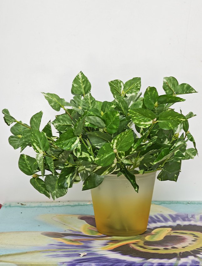 Pothos Bush x 6  - Sconti per Fioristi e Aziende . - H 25 In poliester