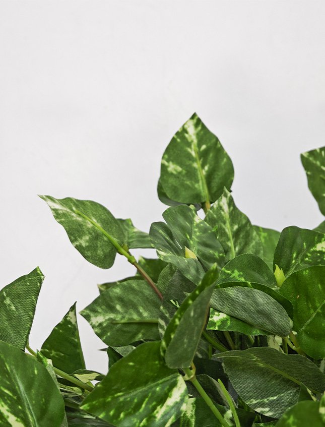 Pothos Bush x 6  - Sconti per Fioristi e Aziende . - H 25 In poliester