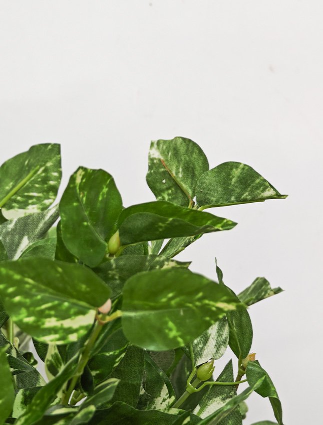 Pothos Bush x 6  - Sconti per Fioristi e Aziende . - H 25 In poliester