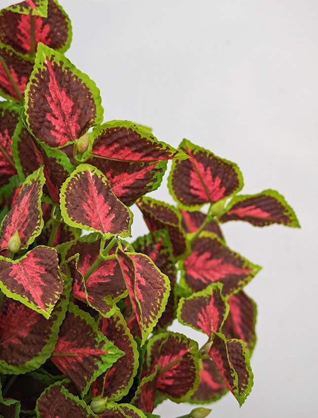 Coleus Bush x 6 - Sconti per Fioristi e Aziende . - H 25 In poliester