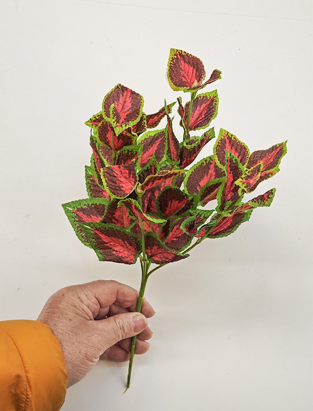 Coleus Bush x 6 - Sconti per Fioristi e Aziende . - H 25 In poliester