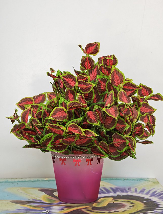 Coleus Bush x 6 - Sconti per Fioristi e Aziende . - H 25 In poliester