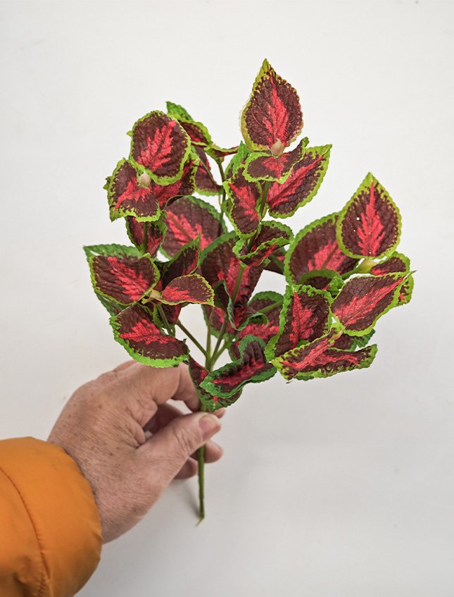 Coleus Bush x 6 - Sconti per Fioristi e Aziende . - H 25 In poliester